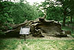 oak
